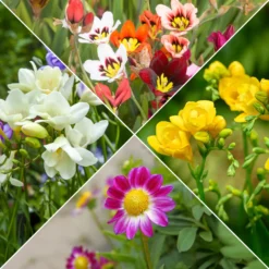 Sommerblüher-Blumenzwiebeln Mischung (x30) - Ein Sommer voller Farben