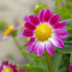Sommerblüher-Blumenzwiebeln Mischung (x30) - Ein Sommer voller Farben