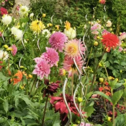 Sommerblumen-Beet-Mix 1,5 m² - Ein fertiges Blütenbeet
