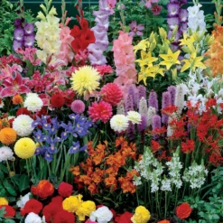 Sommerblumen-Beet-Mix 1,5 m² - Ein fertiges Blütenbeet