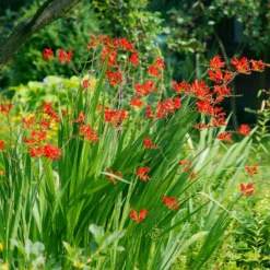 Sommerblumen-Beet-Mix 1,5 m² - Ein fertiges Blütenbeet