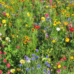 Sommerblumen-Mix multicolour - Bunte Blüten den ganzen Sommer
