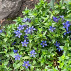 Sommer-Enzian - Sattes Blau bis in den Herbst