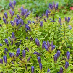 Sommer-Enzian - Sattes Blau bis in den Herbst