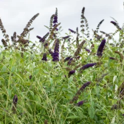 Sommerflieder 'Black Knight' - Tiefstes Violett im Garten