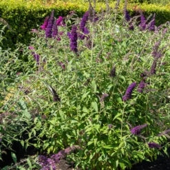 Sommerflieder 'Black Knight' - Tiefstes Violett im Garten