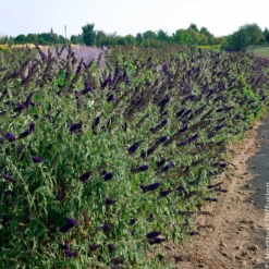 Sommerflieder 'Black Knight' - Tiefstes Violett im Garten