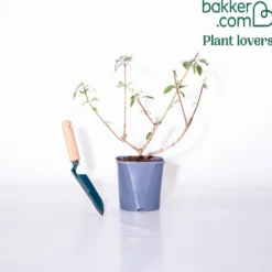 Sommerflieder Flower Power - Ein Magnet für Schmetterlinge