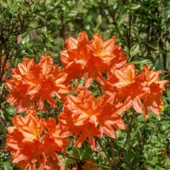Sommergrüne Azalee 'Glowing Embers' - Feuriges Orange im Garten