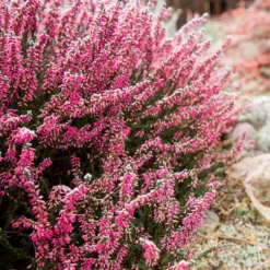 Sommerheide Marlies - Farbe bis in den Herbst