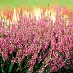 Sommerheide Marlies - Farbe bis in den Herbst
