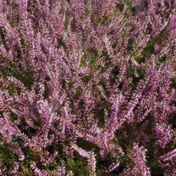 Sommerheide Marlies - Farbe bis in den Herbst