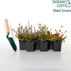 Sommerheide Mischung (x6) - Farbteppich sofort im Beet