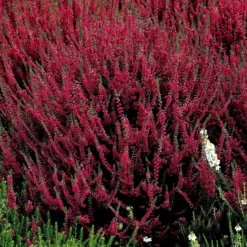 Sommerheide Mischung (x6) - Farbteppich sofort im Beet