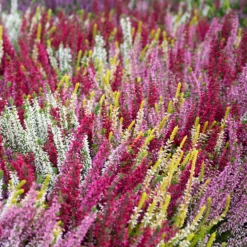 Sommerheide Mischung (x6) - Farbteppich sofort im Beet