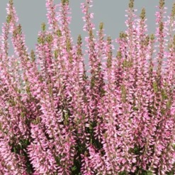 Sommerheide Pink Bettina - Farbe bis in den Herbst