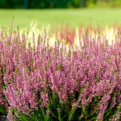Sommerheide rosa, grünlaubig (x3) - Rosa Blüten bis zum Frost