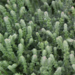 Sommerheide 'Silver Knight' - Silbriges Laub das Farbe hält