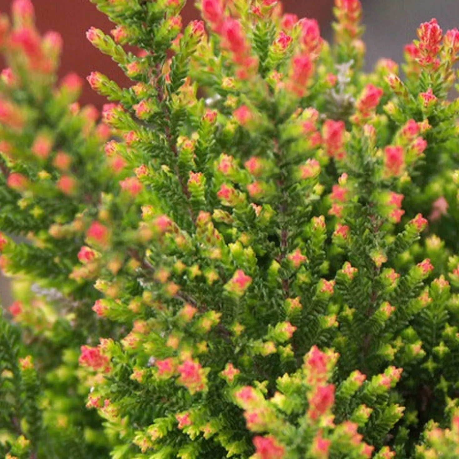 Sommerheide Spring Torch - Farbe bis in den Winter