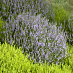 Sommerheide Spring Torch - Farbe bis in den Winter