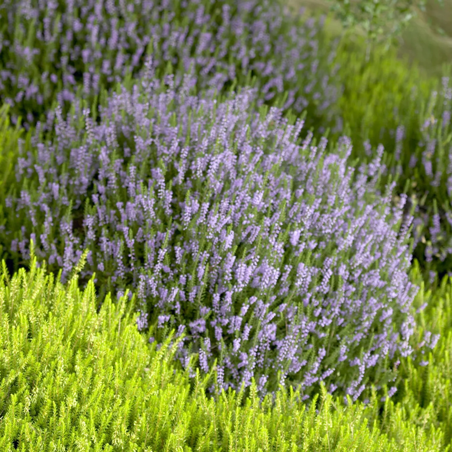 Sommerheide Spring Torch - Farbe bis in den Winter
