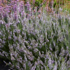 Sommerheide Spring Torch - Farbe bis in den Winter