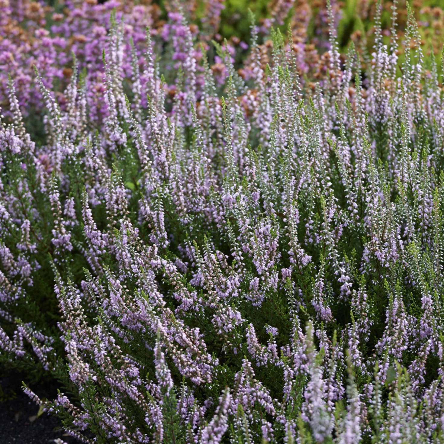 Sommerheide Spring Torch - Farbe bis in den Winter