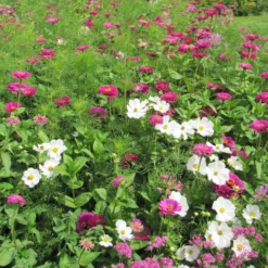 Sommerliche Blumenmischung - Ein Sommer voller Farben