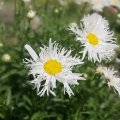 Sommermargeriten ‘Old Court’ (x3) - Weiße Blüten den ganzen Sommer
