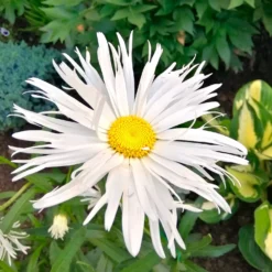 Sommermargeriten ‘Old Court’ (x3) - Weiße Blüten den ganzen Sommer
