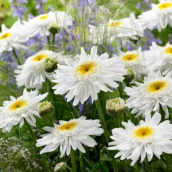 Sommermargerite 'Wirral Supreme' - Weiße Blüten den ganzen Sommer