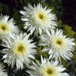 Sommermargerite 'Wirral Supreme' - Weiße Blüten den ganzen Sommer