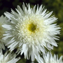 Sommermargerite 'Wirral Supreme' - Weiße Blüten den ganzen Sommer