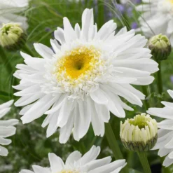 Sommermargerite 'Wirral Supreme' - Weiße Blüten den ganzen Sommer