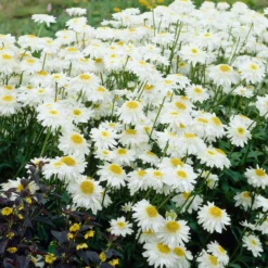 Sommermargerite 'Wirral Supreme' - Weiße Blüten den ganzen Sommer