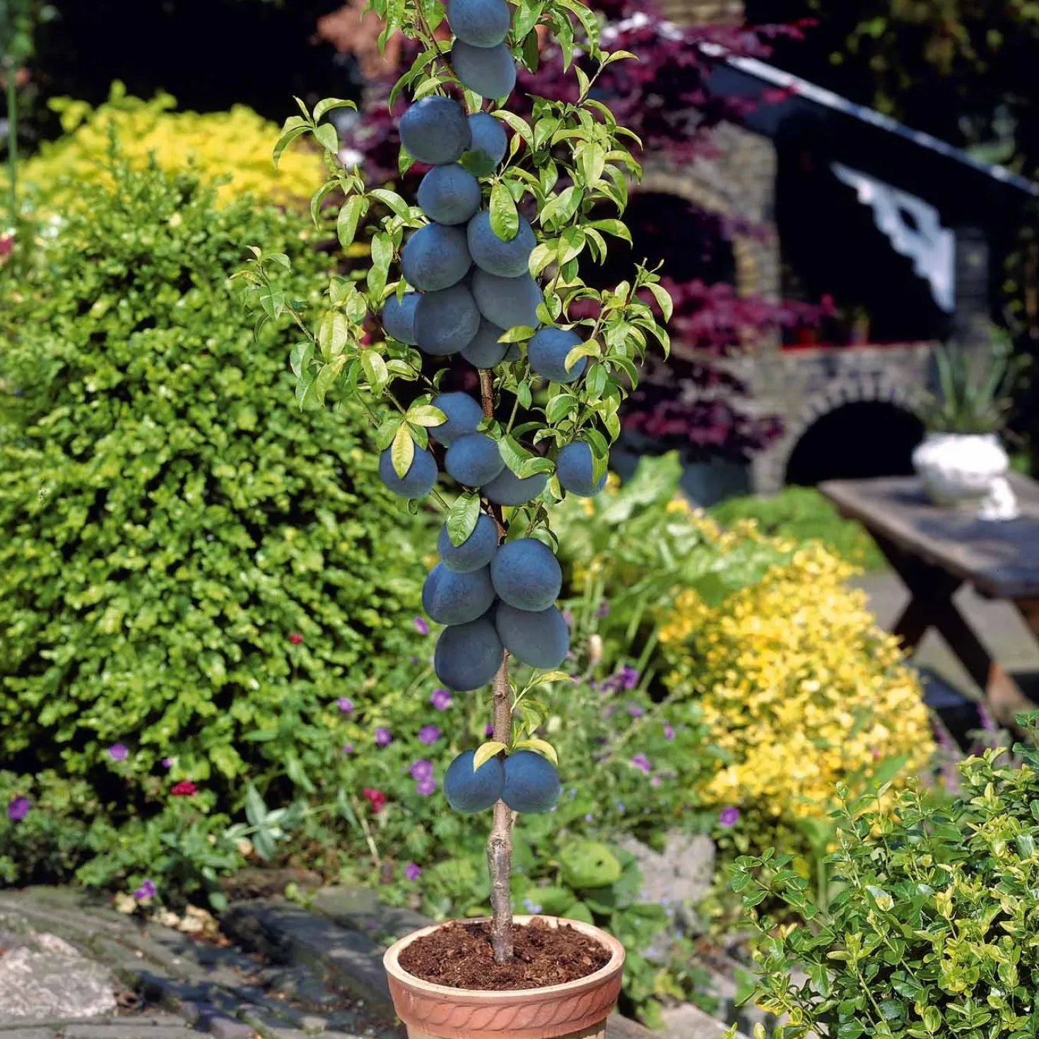 Sommer-Miniobst-Kollektion (x4) - Obstgarten auf kleinem Raum