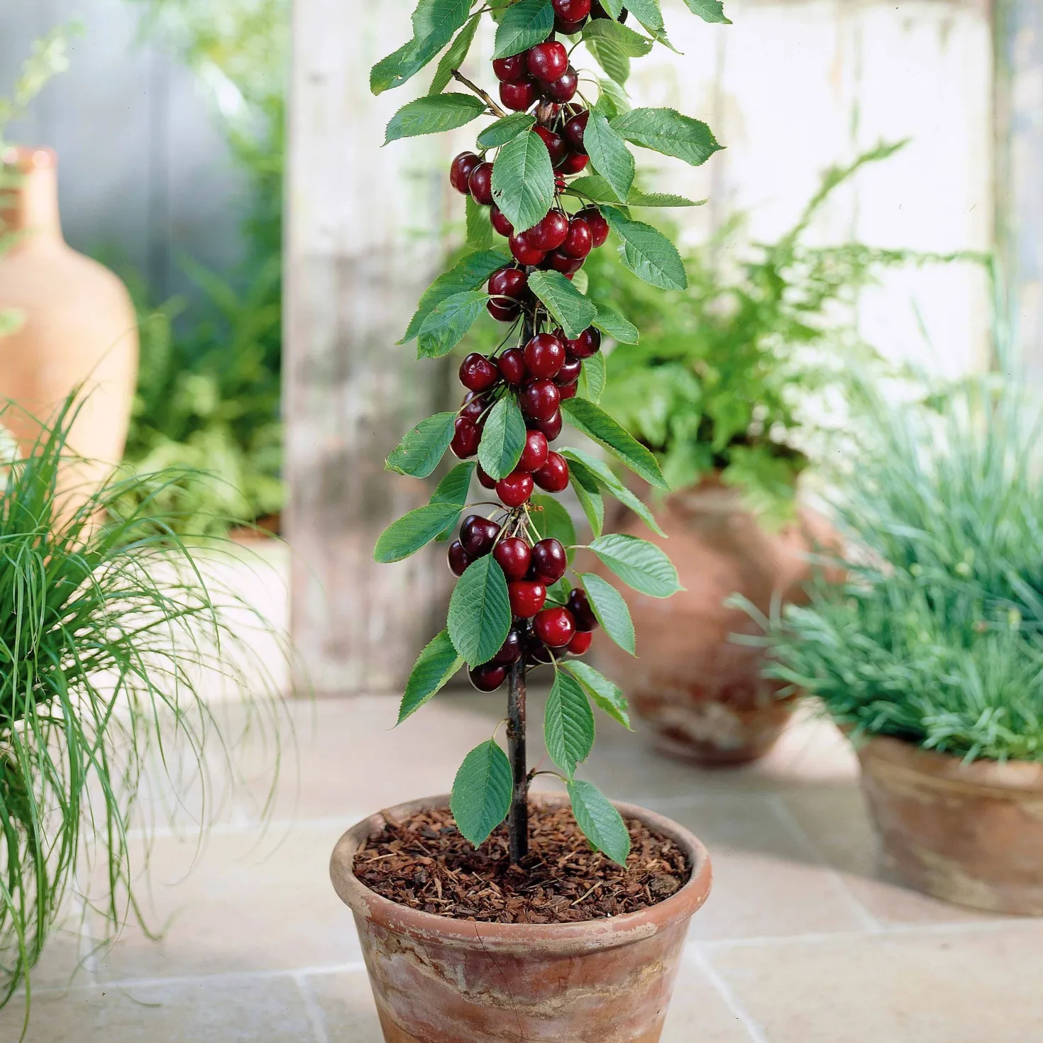 Sommer-Miniobst-Kollektion (x4) - Obstgarten auf kleinem Raum