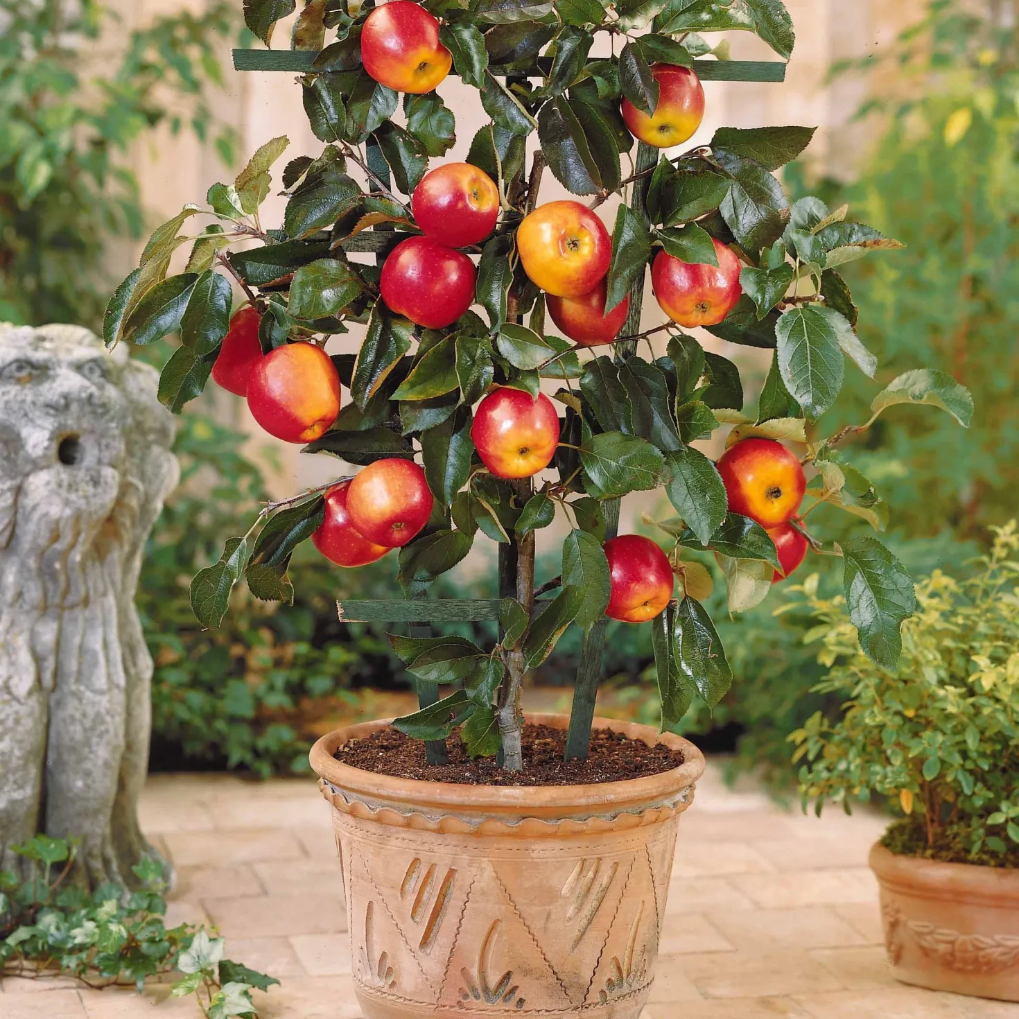 Sommer-Miniobst-Kollektion (x4) - Obstgarten auf kleinem Raum