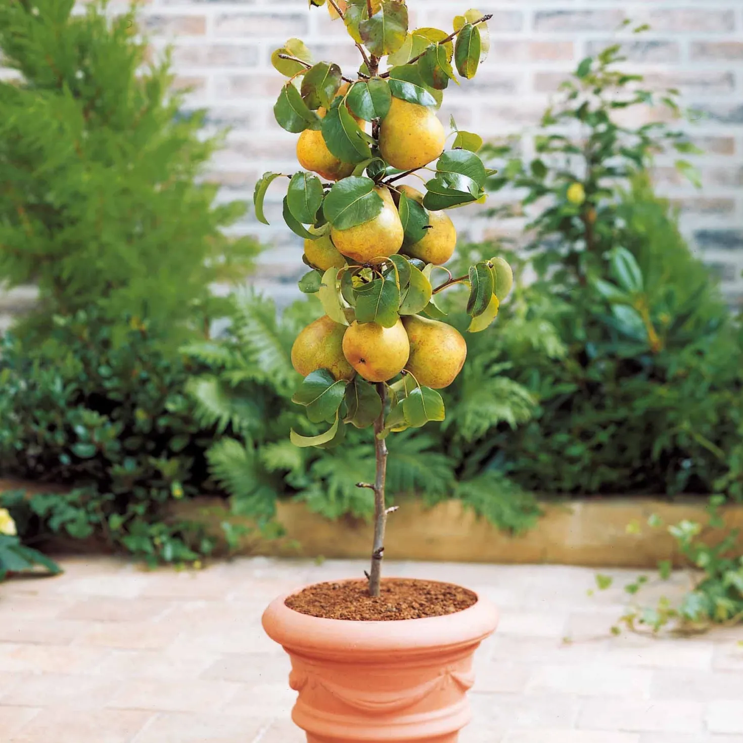 Sommer-Miniobst-Kollektion (x4) - Obstgarten auf kleinem Raum