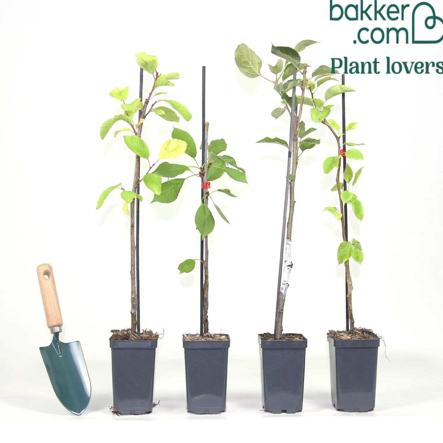 Sommer-Miniobst-Kollektion (x4) - Obstgarten auf kleinem Raum