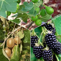 Sommerobst-Kollektion (Feige, Maulbeere, Kiwi) - Exotisch und vitaminreich