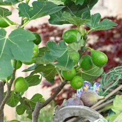 Sommerobst-Kollektion (Feige, Maulbeere, Kiwi) - Exotisch und vitaminreich
