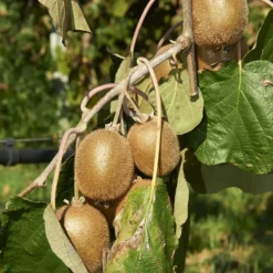 Sommerobst-Kollektion (Feige, Maulbeere, Kiwi) - Exotisch und vitaminreich