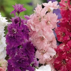 Sommer-Rittersporn ‘Hyacinth Flowered’ - Bunte Blüten den ganzen Sommer