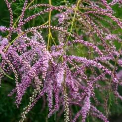 Sommer-Tamariske 'Pink Cascade' - Rosa Blütenwolke im Garten