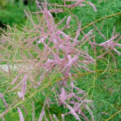 Sommer-Tamariske 'Pink Cascade' - Rosa Blütenwolke im Garten