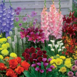 Sommerzwiebel Mischung (x35) - Ein Sommer voller Farben