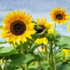 Sonnenblume - Der Sommer wird gelb