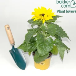 Sonnenblume - Der Sommer wird gelb