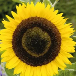 Sonnenblume 'Giganteus' - Bis zu 2,5 m Blütenpracht